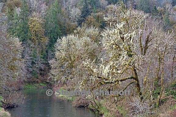 alsea river graphic